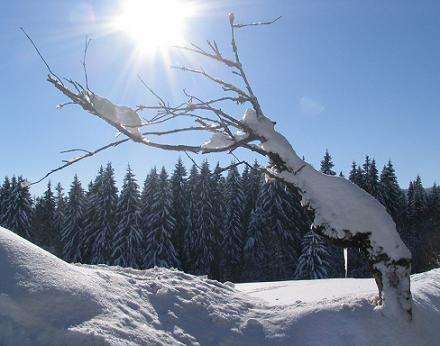 ŠUMAVA 6_zima.JPG